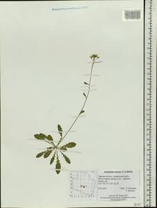 Arabidopsis arenosa (L.) Lawalrée, Eastern Europe, North-Western region (E2) (Russia)