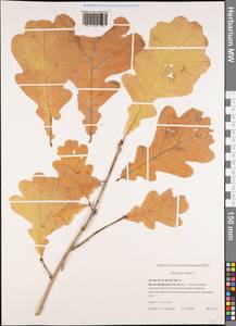 Quercus robur L., Siberia, Western Siberia (S1) (Russia)