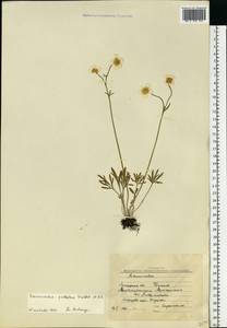 Ranunculus pedatus Waldst. & Kit., Eastern Europe, Central forest-and-steppe region (E6) (Russia)