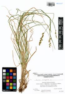 Carex elongata L., Siberia, Baikal & Transbaikal region (S4) (Russia)