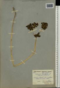 Euphorbia helioscopia L., Eastern Europe, Moscow region (E4a) (Russia)