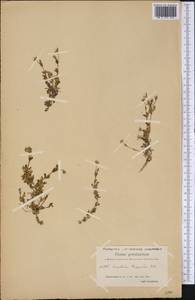 Dichodon cerastoides (L.) Rchb., America (AMER) (Greenland)