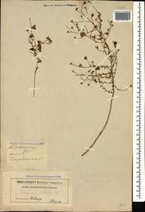 Reaumuria alternifolia subsp. alternifolia, Caucasus, Azerbaijan (K6) (Azerbaijan)