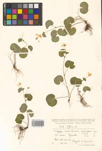 Viola biflora L., Siberia, Russian Far East (S6) (Russia)