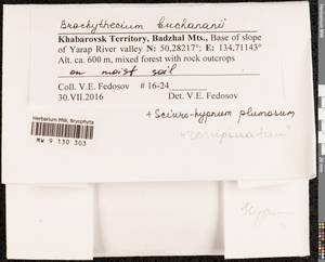 Brachythecium buchananii (Hook.) A. Jaeger, Bryophytes, Bryophytes - Russian Far East (excl. Chukotka & Kamchatka) (B20) (Russia)