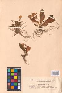 Primula vulgaris Huds., Eastern Europe, Moldova (E13a) (Moldova)