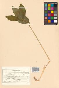 Polygonatum acuminatifolium Kom., Siberia, Russian Far East (S6) (Russia)