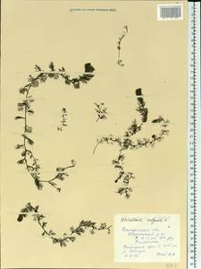 Utricularia vulgaris L., Eastern Europe, Central forest region (E5) (Russia)