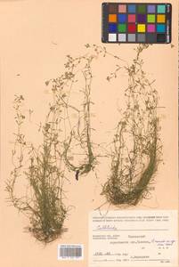 Callitriche palustris subsp. palustris, Siberia, Chukotka & Kamchatka (S7) (Russia)