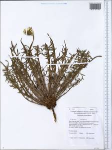 Taraxacum longicorne Dahlst., Siberia, Baikal & Transbaikal region (S4) (Russia)