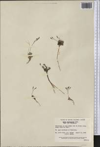 Draba lonchocarpa Rydb., America (AMER) (Canada)