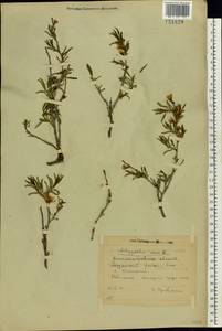 Prunus tenella Batsch, Eastern Europe, South Ukrainian region (E12) (Ukraine)