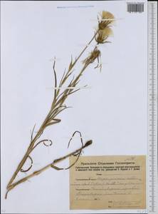 Tragopogon pratensis L., Eastern Europe, Eastern region (E10) (Russia)