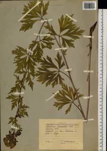 Aconitum kusnezoffii Rchb., Siberia, Yakutia (S5) (Russia)