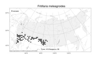 Fritillaria meleagroides Patrin ex Schult. & Schult.f., Atlas of the Russian Flora (FLORUS) (Russia)