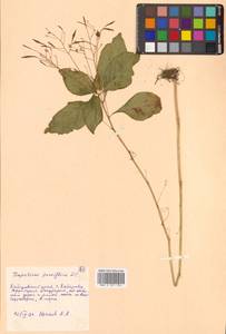 Impatiens parviflora DC., Siberia, Russian Far East (S6) (Russia)