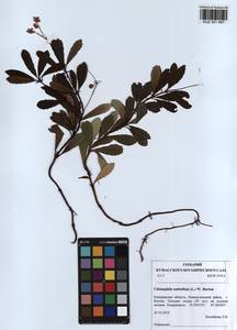 KUZ 001 897, Chimaphila umbellata (L.) W. P. C. Barton, Siberia, Altai & Sayany Mountains (S2) (Russia)