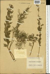 Artemisia abrotanum L., Eastern Europe, Lower Volga region (E9) (Russia)
