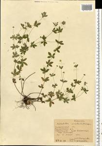 Potentilla erecta (L.) Raeusch., Eastern Europe, West Ukrainian region (E13) (Ukraine)