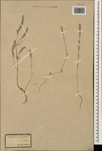 Crucianella angustifolia L., Caucasus (no precise locality) (K0)