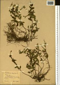 Scutellaria alpina L., Eastern Europe, Central forest-and-steppe region (E6) (Russia)