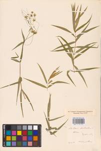 Rabelera holostea (L.) M. T. Sharples & E. A. Tripp, Eastern Europe (no precise locality) (E0) (Not classified)