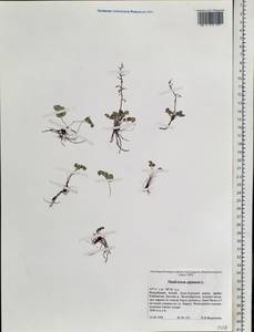 Thalictrum alpinum L., Siberia, Altai & Sayany Mountains (S2) (Russia)