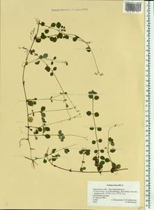 Linnaea borealis L., Eastern Europe, Central forest-and-steppe region (E6) (Russia)
