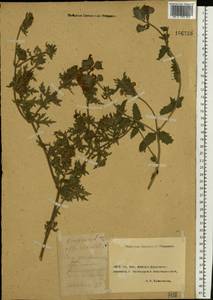 Verbena officinalis L., Eastern Europe, Rostov Oblast (E12a) (Russia)