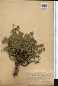 Scutellaria adsurgens Popov, Middle Asia, Western Tian Shan & Karatau (M3) (Kazakhstan)