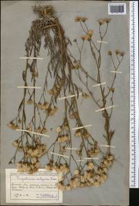 Tripolium pannonicum (Jacq.) Dobrocz., Middle Asia, Muyunkumy, Balkhash & Betpak-Dala (M9) (Kazakhstan)