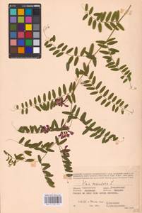 Vicia cassubica L., Eastern Europe, Western region (E3) (Russia)