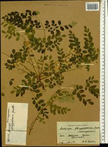 Moringa oleifera Lam., Africa (AFR) (Mali)