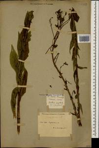 Lactuca quercina subsp. quercina, Caucasus, Krasnodar Krai & Adygea (K1a) (Russia)