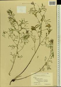 Astragalus arenarius L., Eastern Europe, Latvia (E2b) (Latvia)