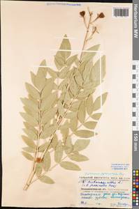 Dictamnus albus L., Eastern Europe, North Ukrainian region (E11) (Ukraine)