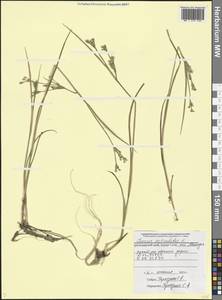 Juncus articulatus L., Caucasus, Black Sea Shore (from Novorossiysk to Adler) (K3) (Russia)