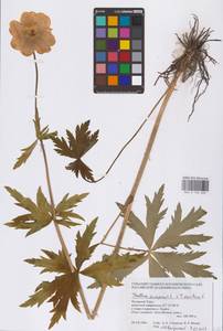 Trollius europaeus × asiaticus, Siberia, Western Siberia (S1) (Russia)