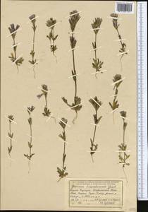 Gentianella turkestanorum (Gandoger) Holub, Middle Asia, Northern & Central Tian Shan (M4) (Kyrgyzstan)