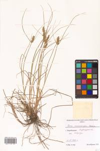 Carex neurocarpa Maxim., Siberia, Russian Far East (S6) (Russia)