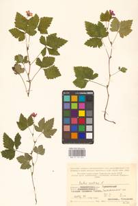 Rubus arcticus L., Eastern Europe, Northern region (E1) (Russia)