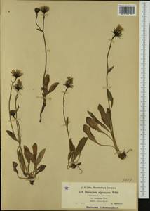 Hieracium nigrescens subsp. decipiens (Tausch) Celak., Western Europe (EUR) (Czech Republic)