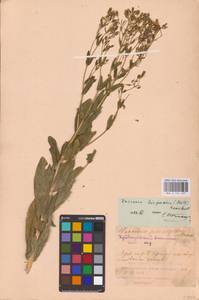 Gypsophila vaccaria (L.) Sm., Eastern Europe, Middle Volga region (E8) (Russia)