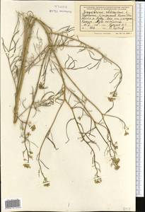 Sisymbrium altissimum L., Middle Asia, Kopet Dag, Badkhyz, Small & Great Balkhan (M1) (Turkmenistan)