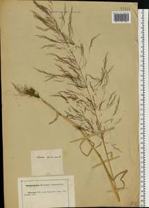 Apera spica-venti (L.) P.Beauv., Eastern Europe, Central forest-and-steppe region (E6) (Russia)