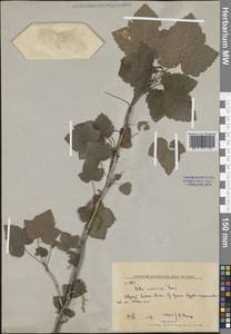 Ribes procumbens Pall., Siberia, Russian Far East (S6) (Russia)