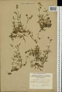 Cerastium arvense L., Eastern Europe, South Ukrainian region (E12) (Ukraine)