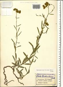 Haplophyllum villosum (M. Bieb.) G. Don, Caucasus, Georgia (K4) (Georgia)