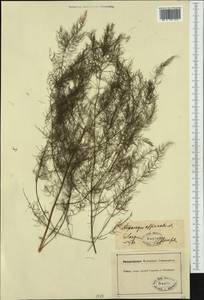 Asparagus officinalis L., Western Europe (EUR) (Germany)
