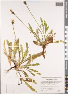 Crepis burejensis F. Schmidt, Siberia, Yakutia (S5) (Russia)